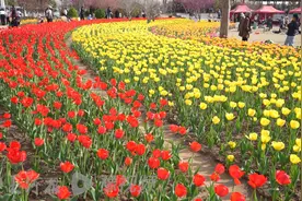 商丘这里的18万株郁金香花海正在盛开，已进入最佳观赏期图片