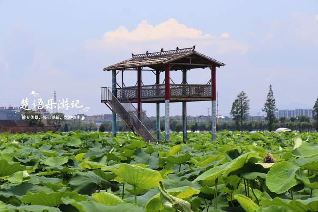 宁波因神话传说而建的寺院，荷塘成为热门打卡地，美人蕉花海更美