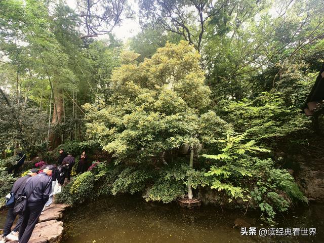 杭州植物园的菊花展——一场关于菊花的饕餮盛宴（二）