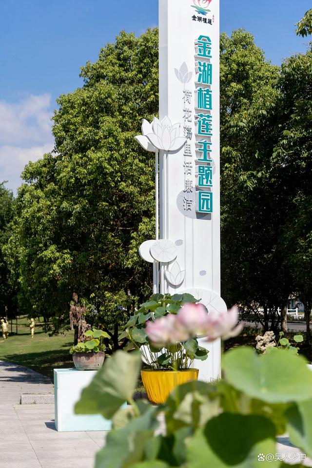 赴一场金湖塔集的夏日之约，邂逅万亩荷花海