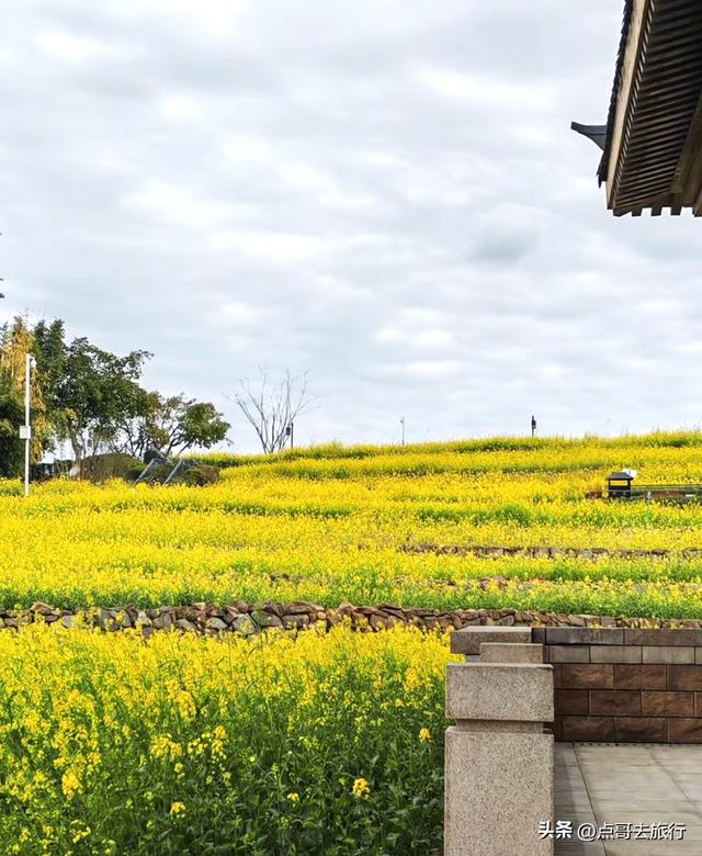 成都最美的古风油菜花田，坐在花田中免费看大飞机，公交车直达！