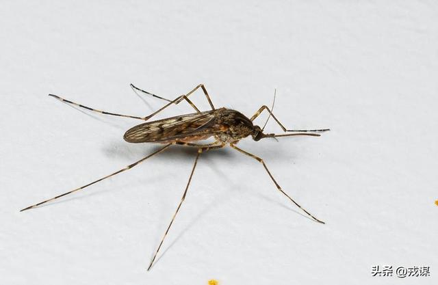 冰岛“无蚊净土”没了！冰岛首次发现蚊子，人类可能是“帮凶”？