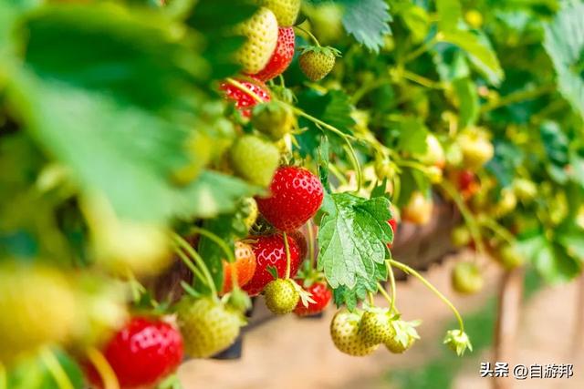 内湖草莓季12月开跑，白石湖吊桥 周边玩乐景点、交通信息一次看！