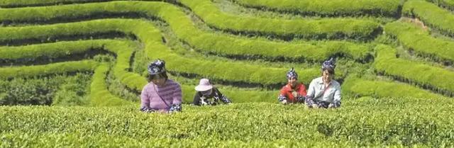 茶园旅游与在地化
