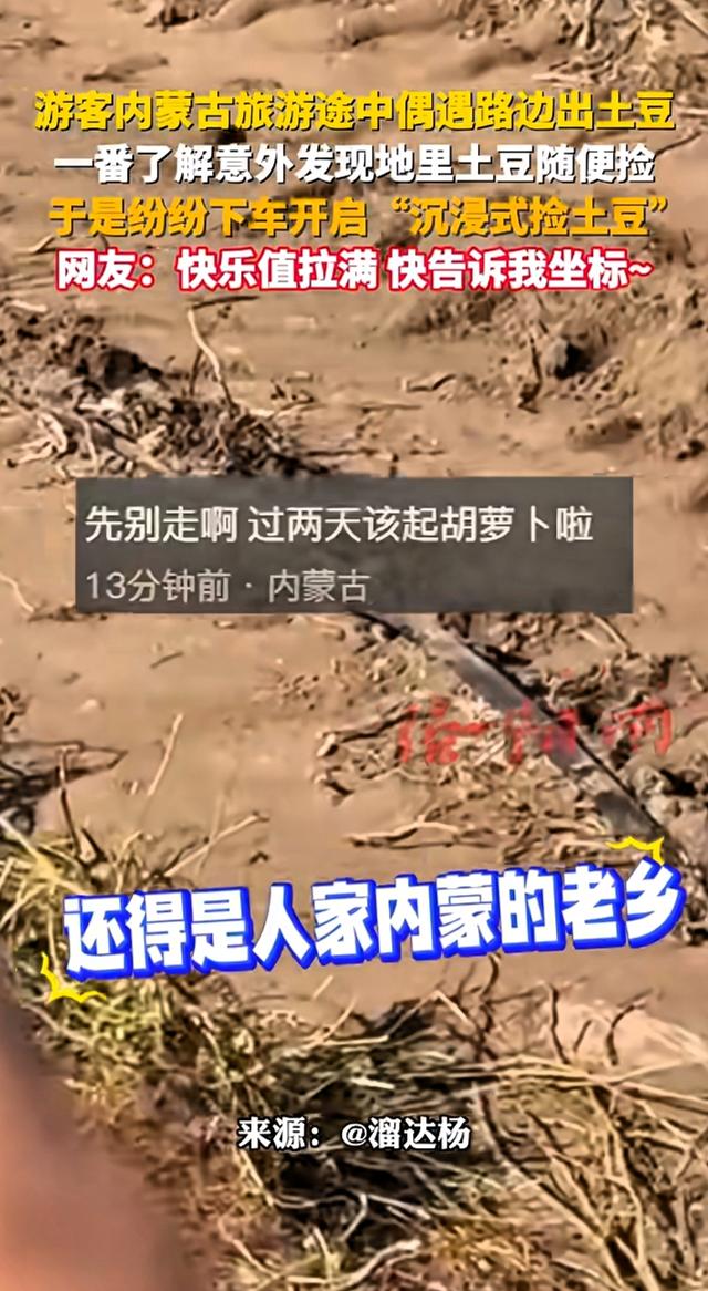 游客在内蒙古旅游发现土豆地里土豆随便捡！现实版一挖一麻袋！
