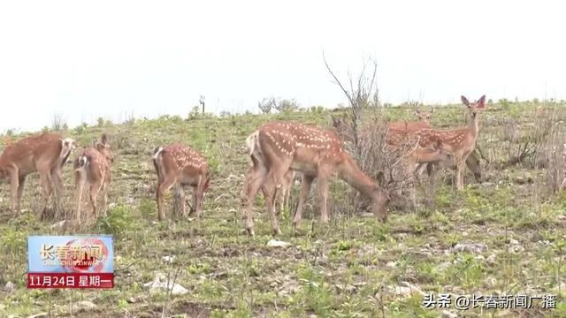 高质量发展新答卷丨双阳区：“鹿”鸣林海促融合 文旅赋能绘新卷