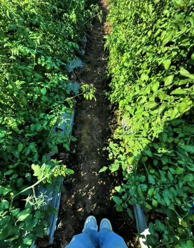 全红婵回农村老家，心情大好！一会逛新房工地	，一会悠闲摘草莓！