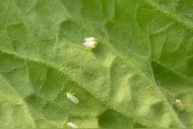 白粉虱不好治？用好5类杀虫剂可快速消灭，关键还管得久图片