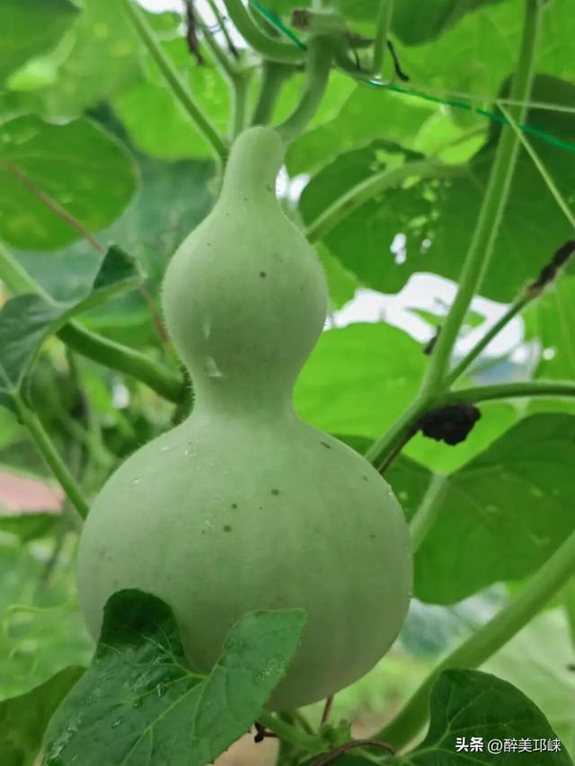 一起“趣”采摘 | 天府现代种业园采摘指南来啦