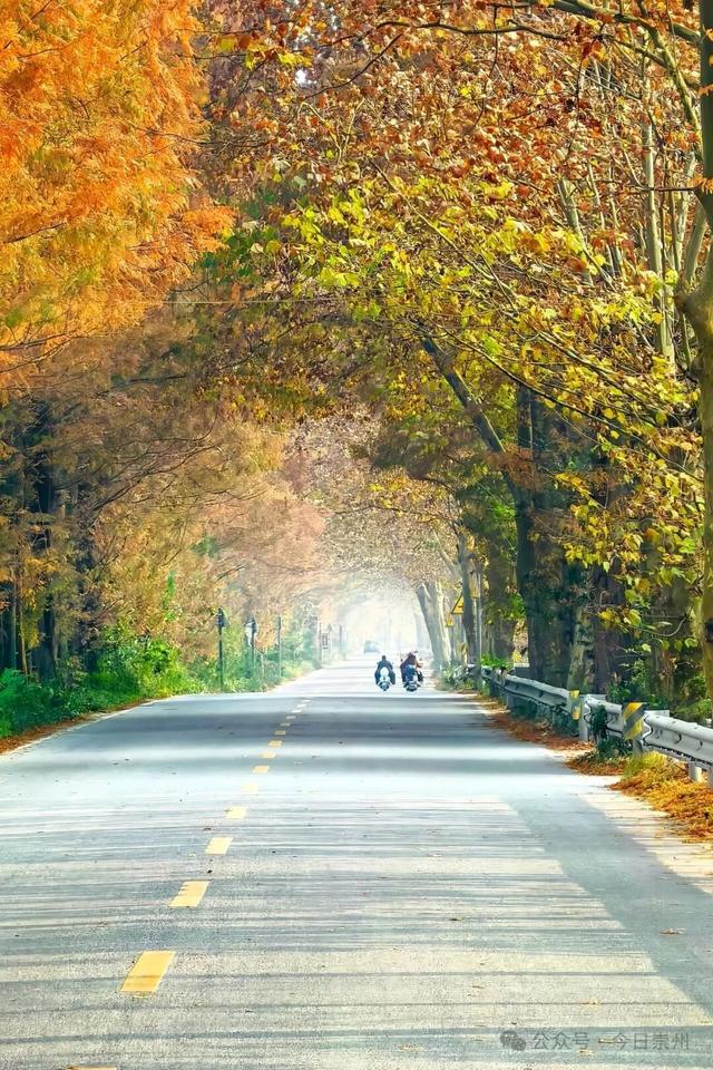 出片率100%！为崇州这些高颜值路连发三天朋友圈！