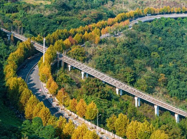 出片率100%！重庆梧桐进入最佳观赏期