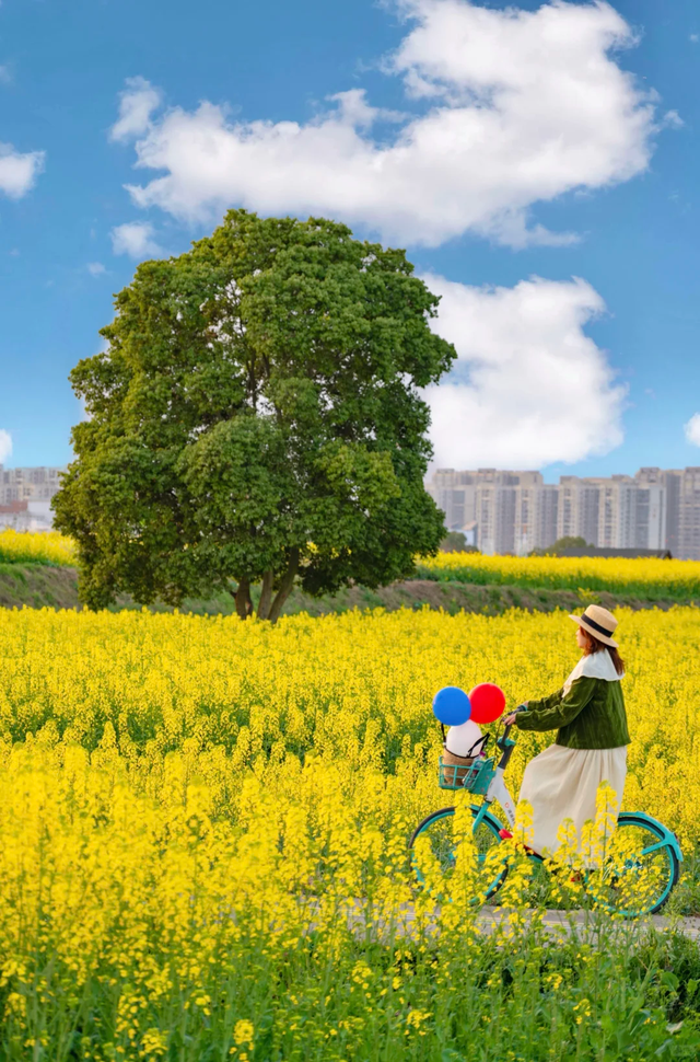 成都2026油菜花新晋顶流打卡地开花了！本周末直接冲错过等一年！