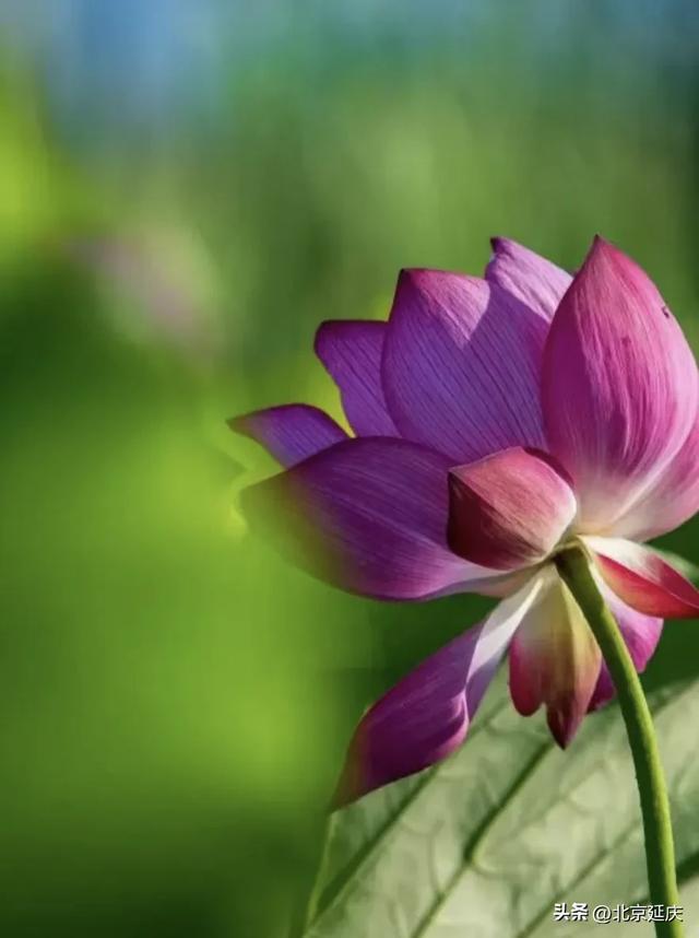 绝美!延庆的“夏与荷”——