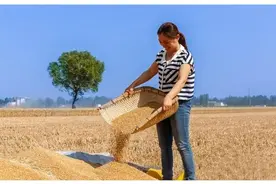 农村缴公粮，是从几几年开始的？又是几几年停止的？图片