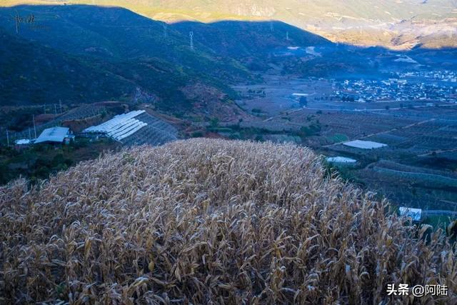大理有个湿地很奇葩，水域面积少得可怜，路过的游客都看懵了