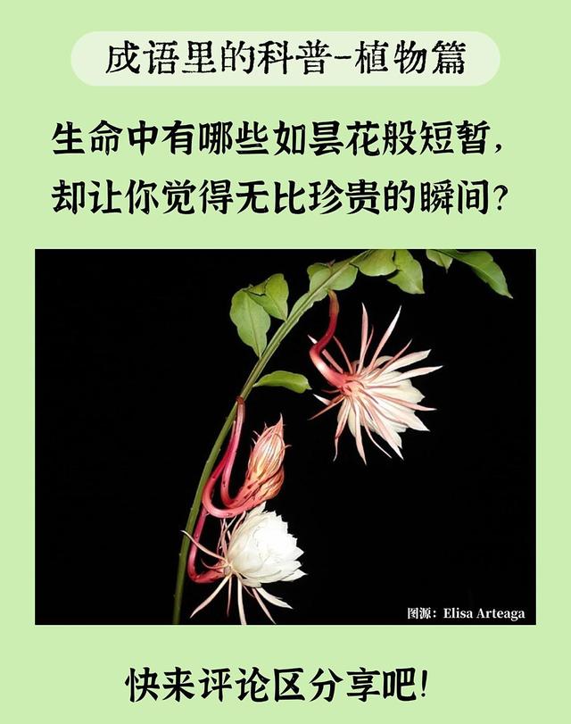 成语里的科普之昙花一现：黑夜中的悄然绽放