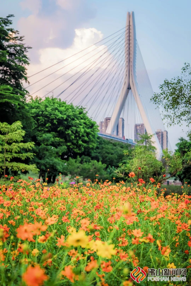 美爆了！佛山秋日花海上新！