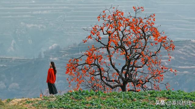彬州市罗店村：红色染秋山 八方游客聚此共赴“盛柿之约”