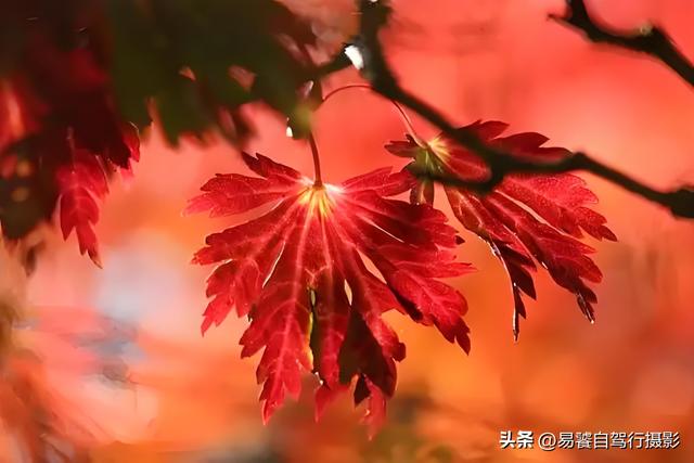 香山红叶摄影进阶：必须掌握这6个实战技巧，张张出大片成顶流