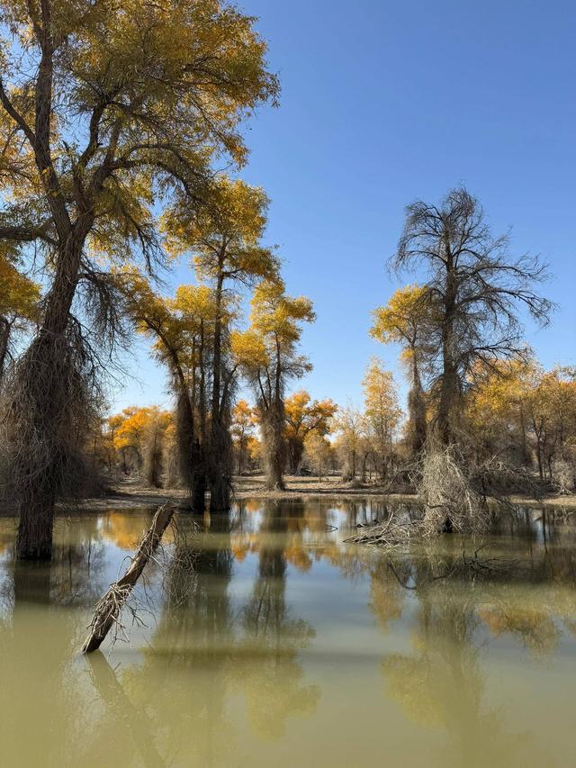 踏迹寻旅：不朽胡杨林游人玩什么？