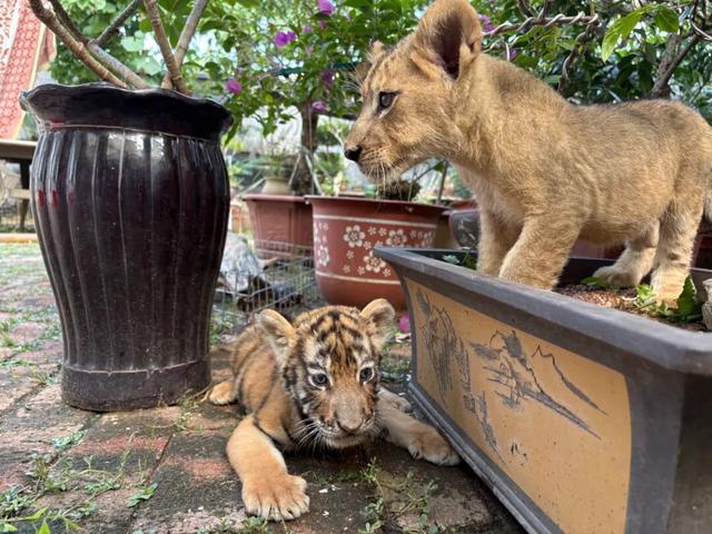 潍坊人有自己的“疯狂动物城”！冲！冲！冲！