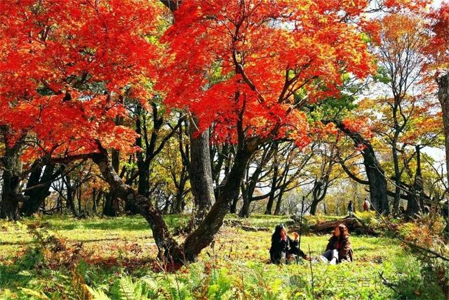 赏最美五花秋色，吉林龙湾景区九月旅游攻略来了！
