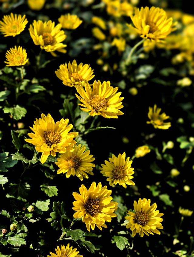 福州西湖公园2025年菊花展