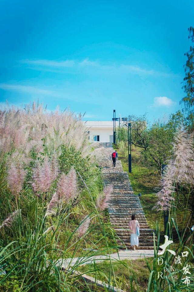 梦幻绝美!大渡口藏着一大片芦苇花海,现在去正好