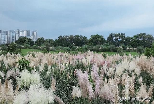 成都市区最美芦苇花，如烟如雾，超美，不要门票，地铁公交直达！