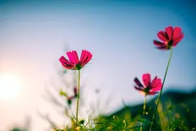 癌症患者能活多久？陪妈妈抗癌10年后我总结了3个要点图片