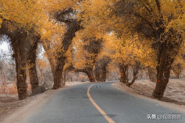 470万亩胡杨林带你秋游大美新疆