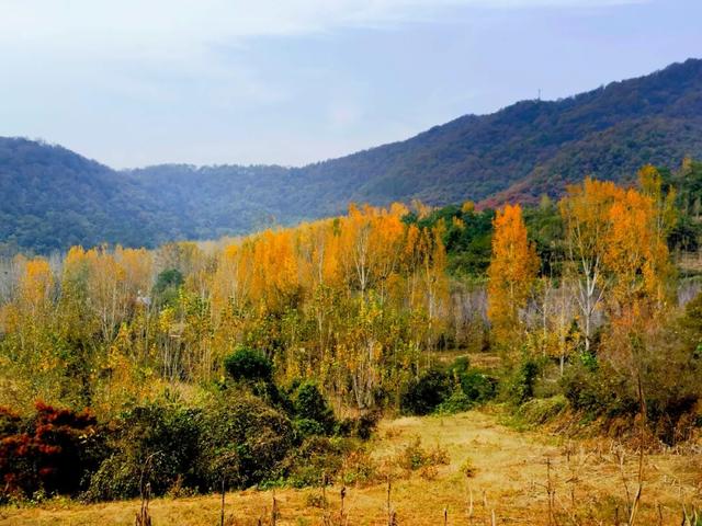 什么叫层林尽染？马谷田镇义和寨东边的堰塘寺告诉您！