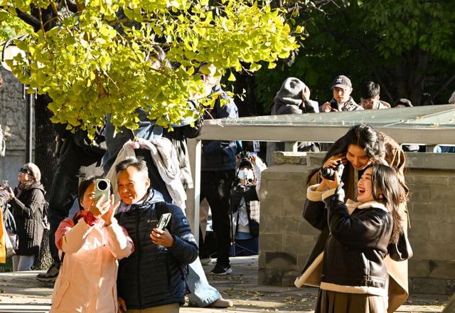 博物馆秋之旅 | 银杏映古塔，北京石刻艺术博物馆邀您秋日限定打卡