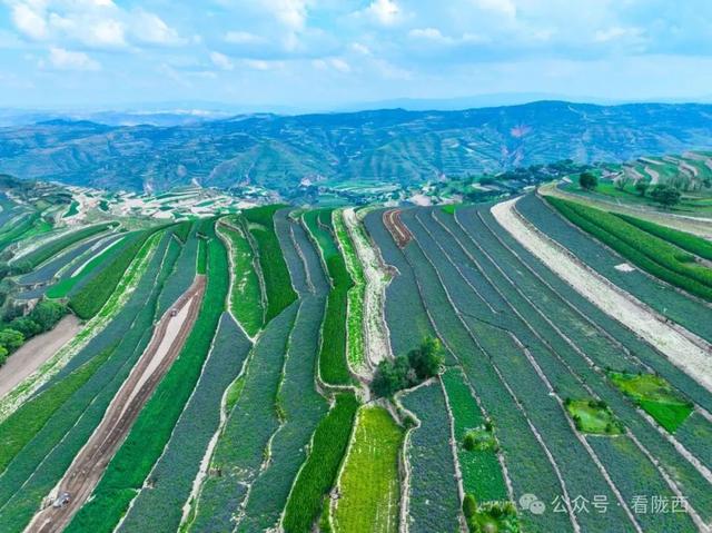 【图观陇西·新视角】药乡之约——邂逅浪漫黄芩花海
