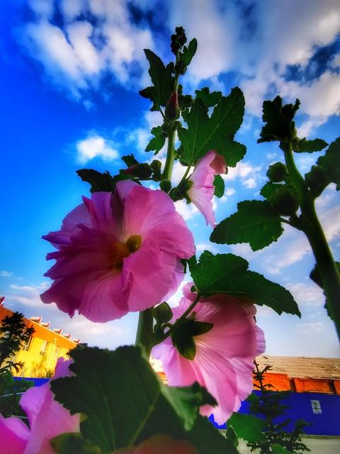 我和老伴在吉林白城呆了半年，终于明白，为啥大家都愿意来白城了