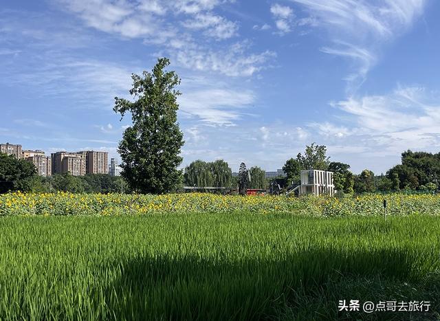 成都坐地铁最新赏花地，近百亩金色花田，超级惊艳，不要门票！