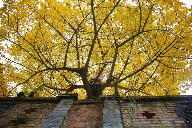 来广元月坝，解锁一场“多巴胺”初冬