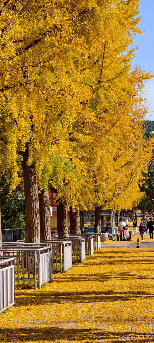 生为山东「银」，何其有「杏」！