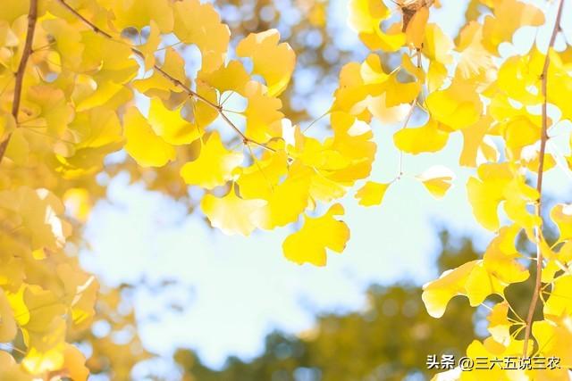 “秋老虎猛不猛，就看末伏”，今日末伏，今年秋老虎会很凶吗？