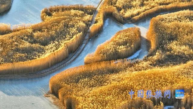 甘肃张掖：湿地披“金”