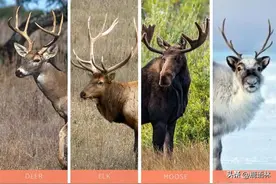 【词汇拓展】从A到Z动物单词（按首字母汇总250个）图片