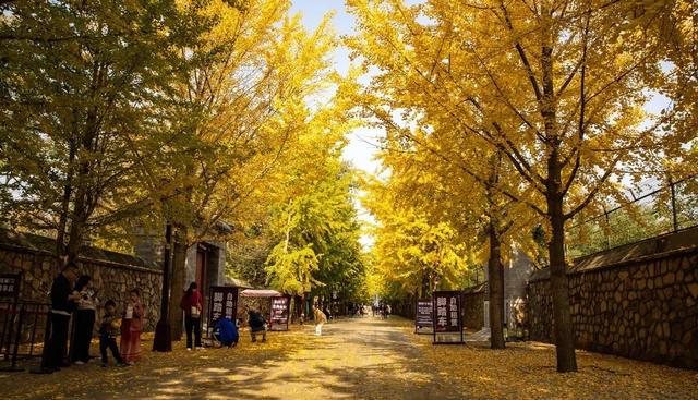 秋天“加班申请”已通过！北京多家公园实施！