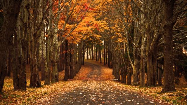 岁月凌霜，树叶枯黄，时光已是深秋