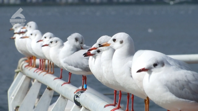 观鸥赏杏，冬天就要这么惬意！这些活动都排到明年了……