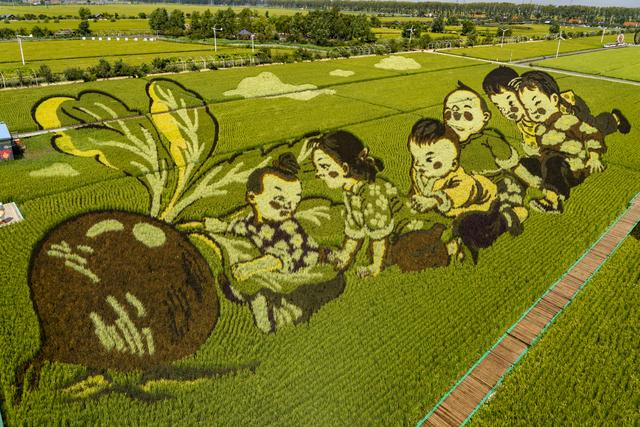 辽宁沈阳：一组美丽壮观的稻田画栩栩如生