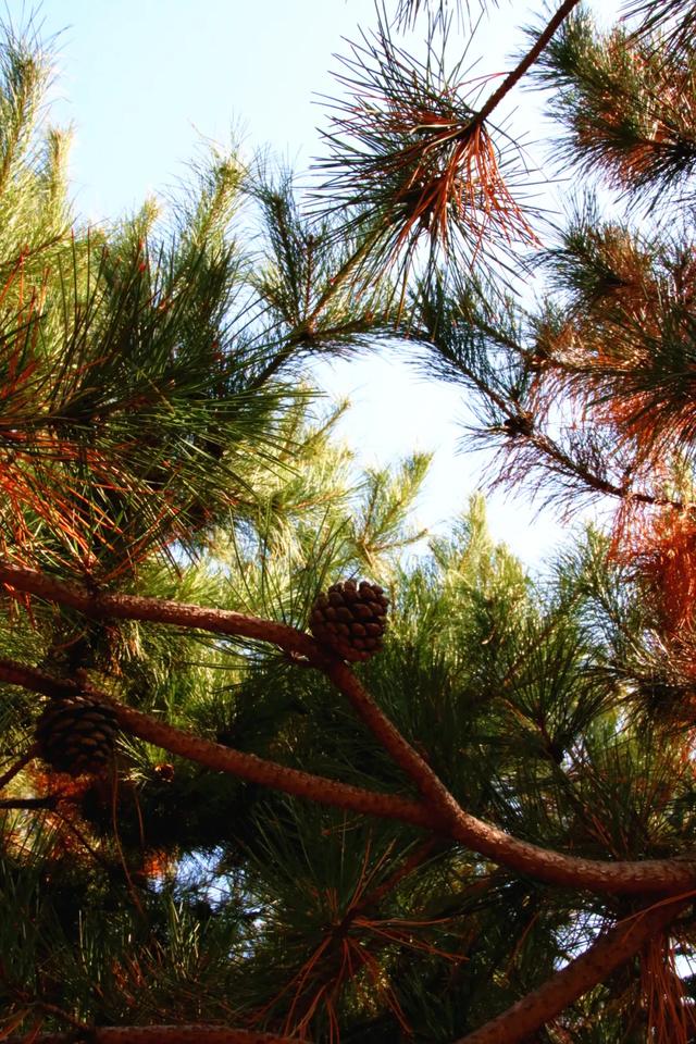 北疆文化 遇鉴赛罕 | 秋色漫卷赛罕:快将秋日打包,赶赴一场赛罕秋约!