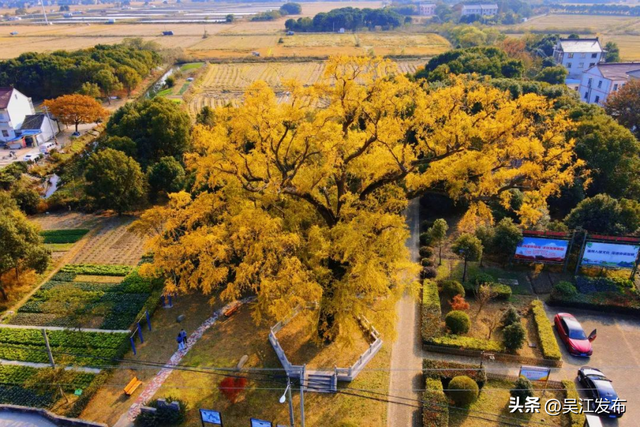 周末去打卡丨“杏”会！颜值高峰来了！