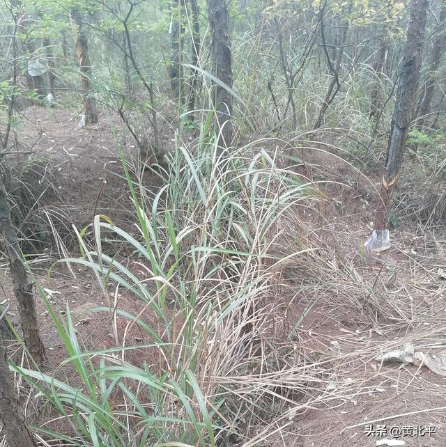 广西南宁市武鸣区深山里有战国古墓群，数量庞大极为罕见