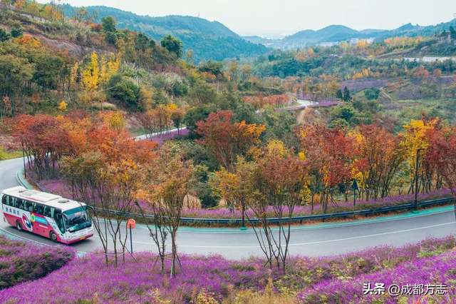 成都“枫”景天花板！再不看就晚了！