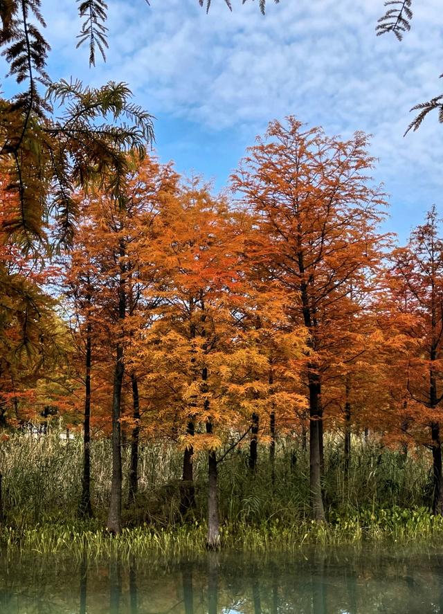 上海版“阿勒泰”？三林滨江落羽杉美成油画，期待早日开放。